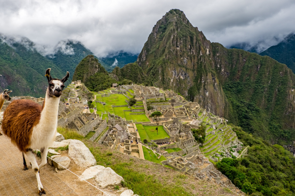Panoramic view of Machu Picchu in Peru with a llama in the foreground, showcasing ancient Incan architecture and lush mountain scenery.